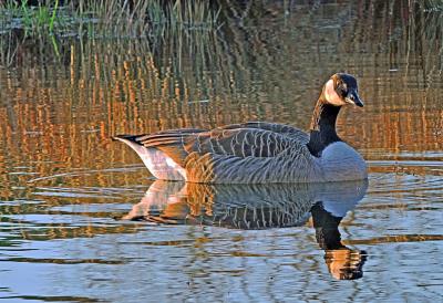 627 CANADA GOOSE AT SUNSET.JPG